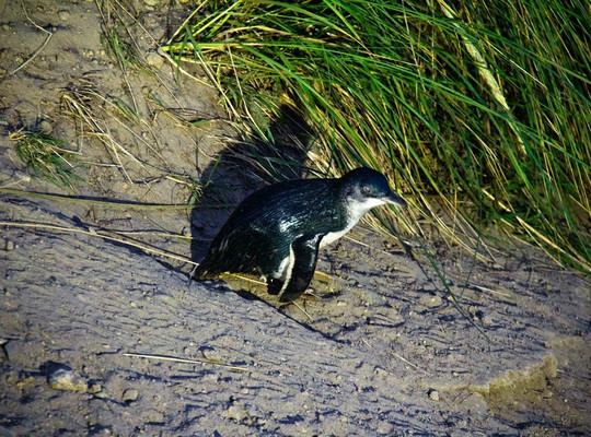 Blue Penguins Pukekura-但尼丁必去景点
