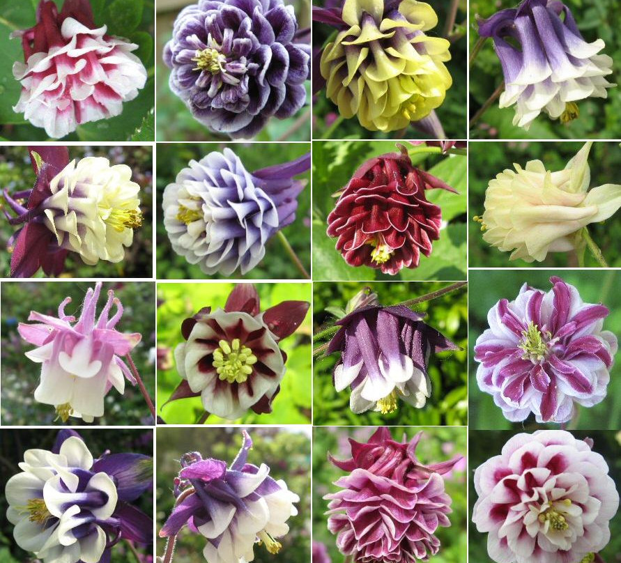 Touchwood Aquilegia Garden景点图片
