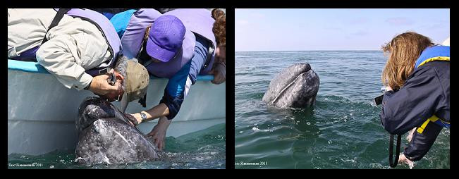 BajaDayTripper-罗萨里多必去景点