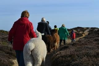 West Wight Alpacas-Wellow必去景点