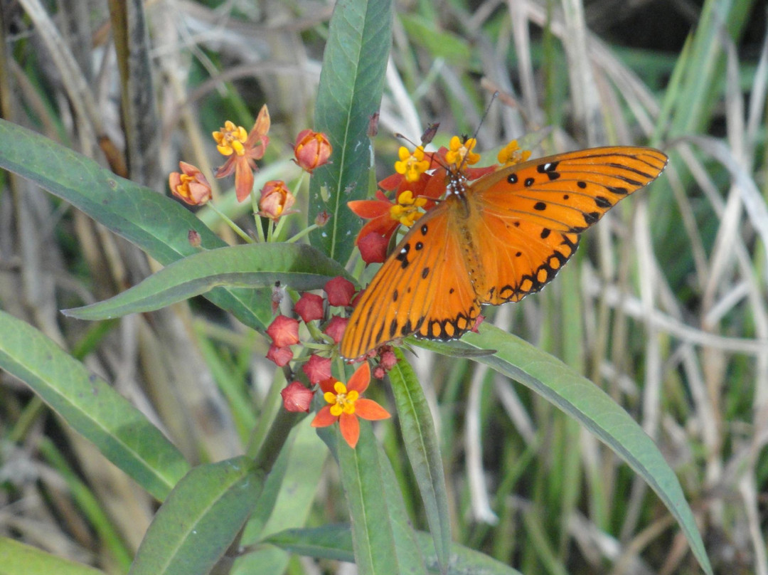 Paleo Hammock Preserve-圣露西港必去景点