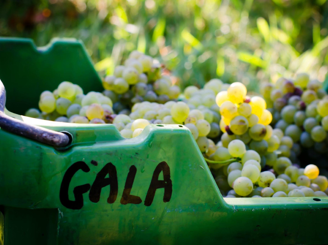 Gala Estate Vineyard景点图片