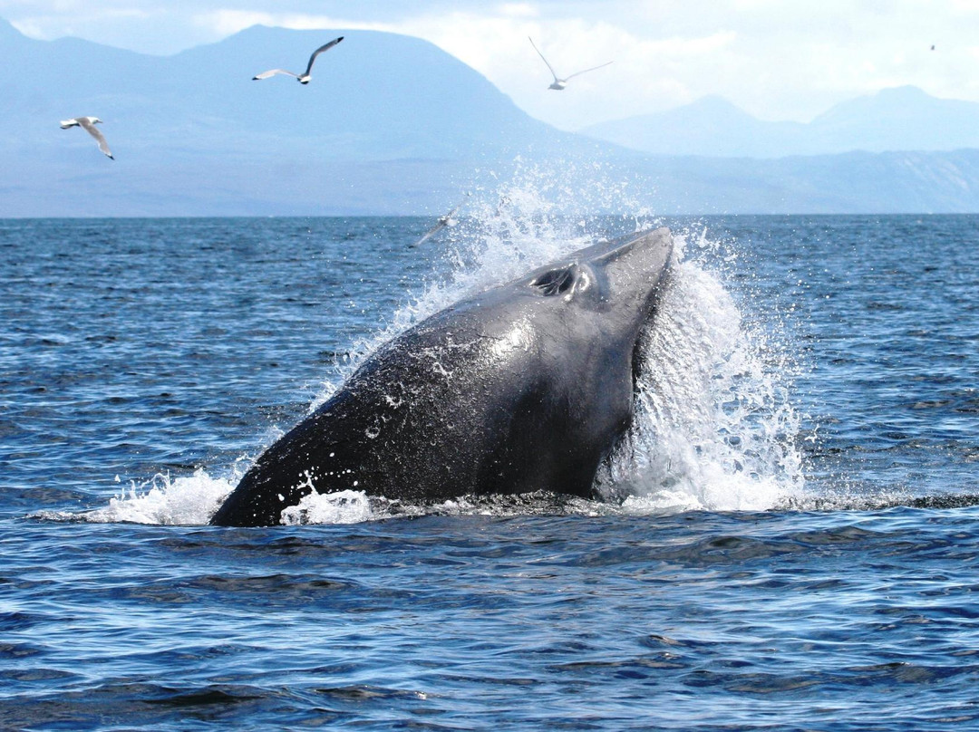 Hebridean Whale Cruises景点图片