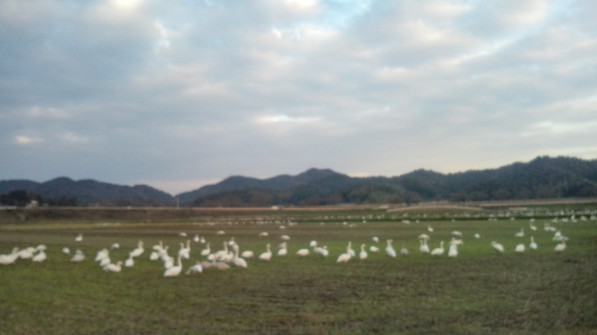 Izumo Orinoki Swan Farm Village-安来市必去景点