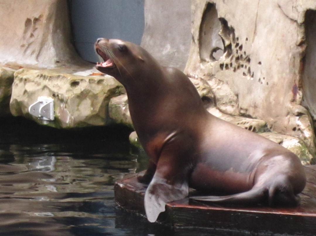 温哥华水族馆-温哥华必去景点
