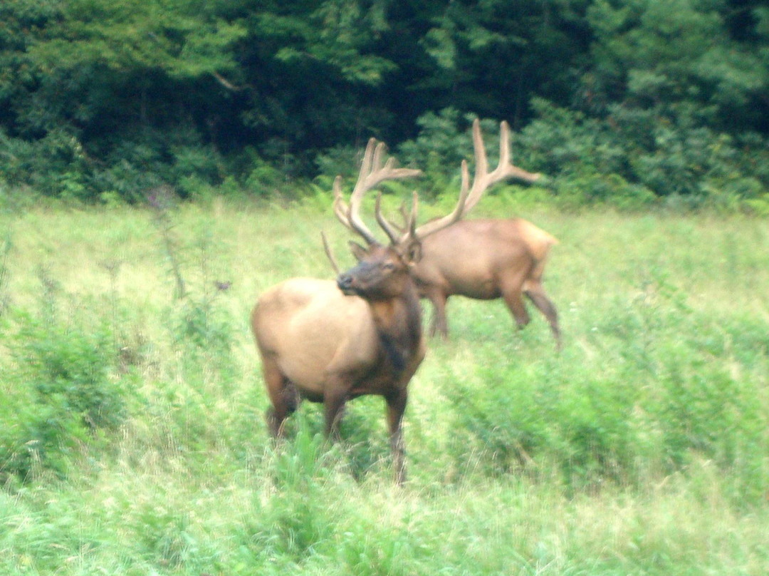 Cataloochee Valley-大雾山国家公园必去景点