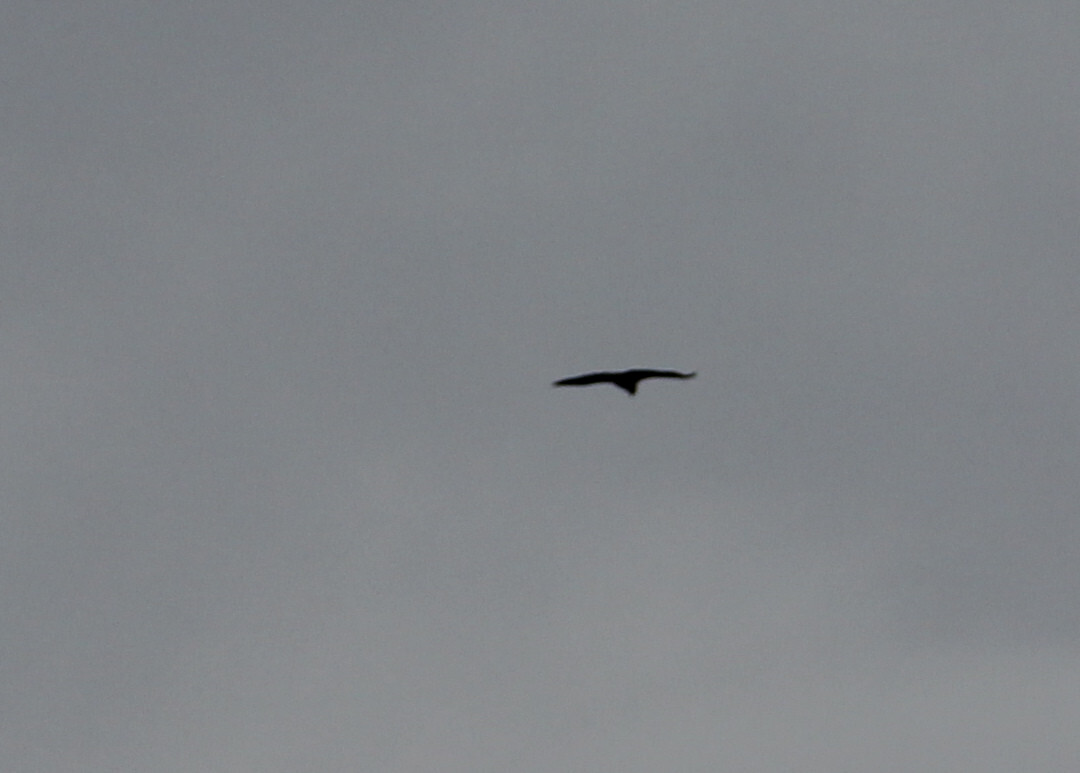 Rutland Water Nature Reserve (Anglian Water Bird Watching Centre)-奥克姆必去景点