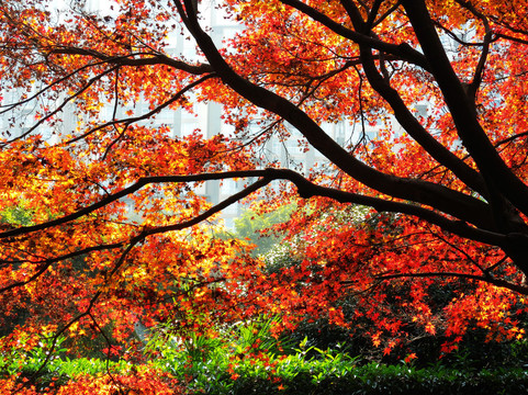 上海中山公园-上海市必去景点