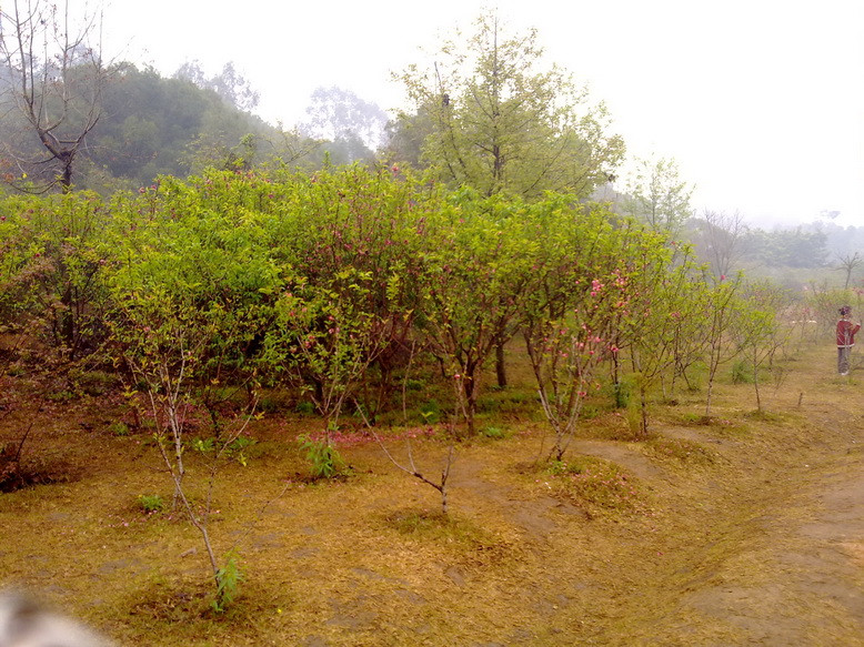 泉州森林公园景点图片