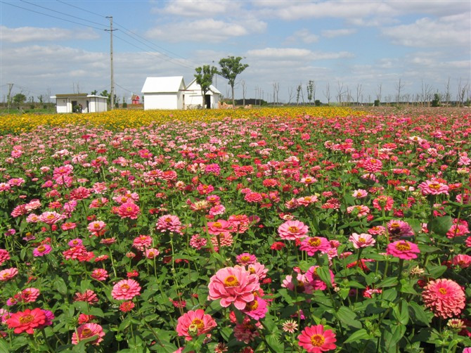 紫海鹭缘浪漫庄园-崇明县必去景点