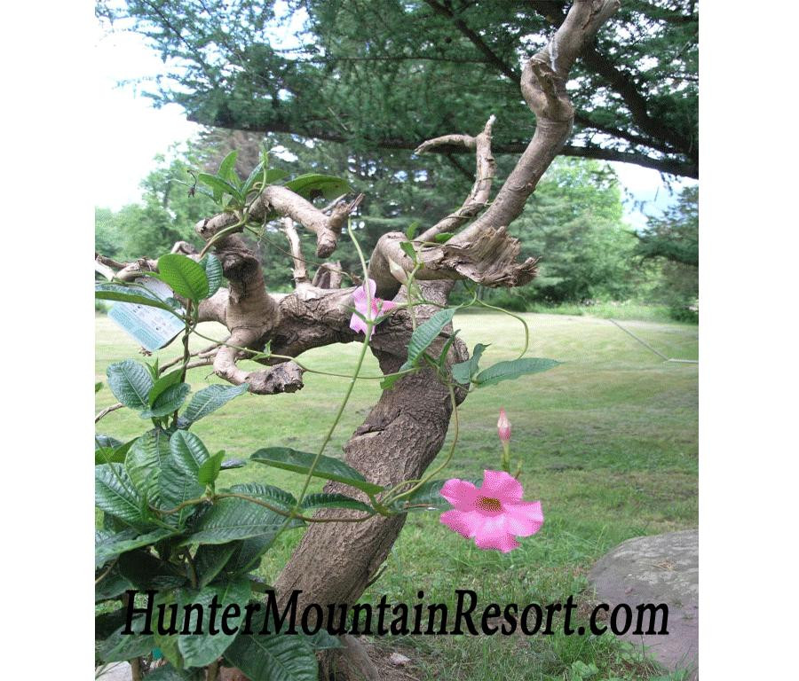 Liftside Village at Hunter Mountain Resort