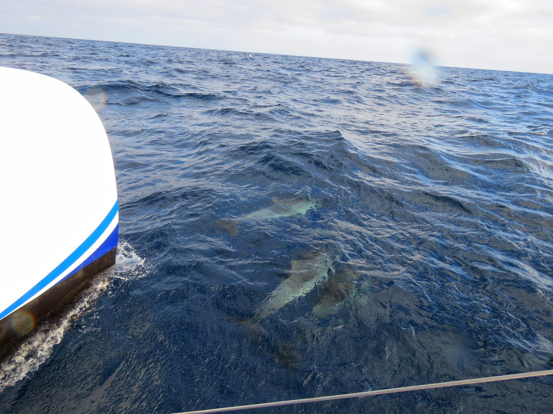 VMT Madeira-沙尔必去景点