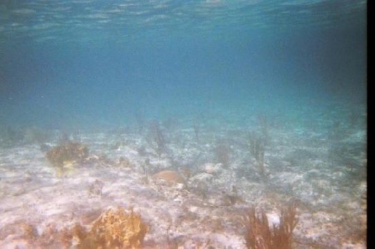 Grand Bahama Nature Tours-弗里波特必去景点