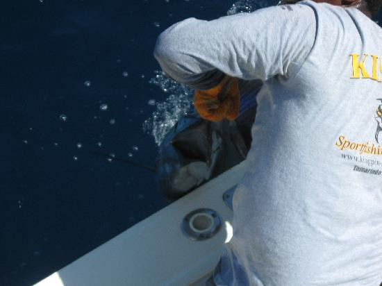 Kingpin Sportfishing景点图片