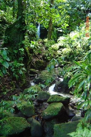 Emerald Pool-Morne Trois Pitons National Park必去景点