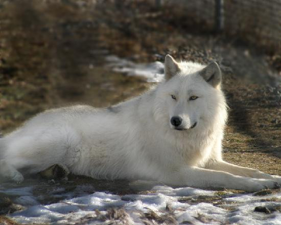 Wolf Mountain Nature Center景点图片