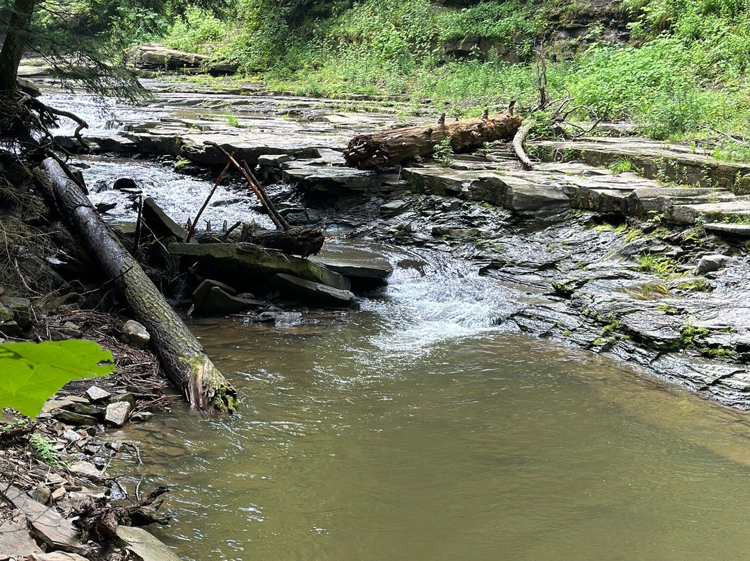 Salt Springs State Park景点图片