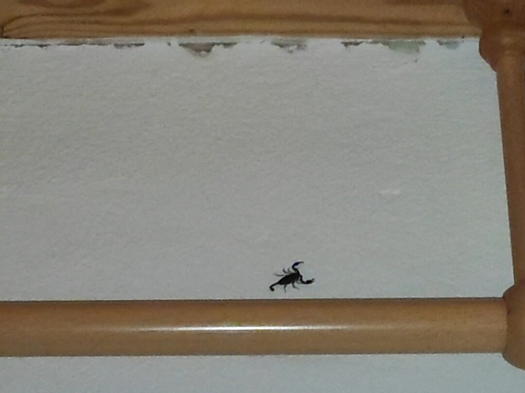 Guesthouse Zvono主图