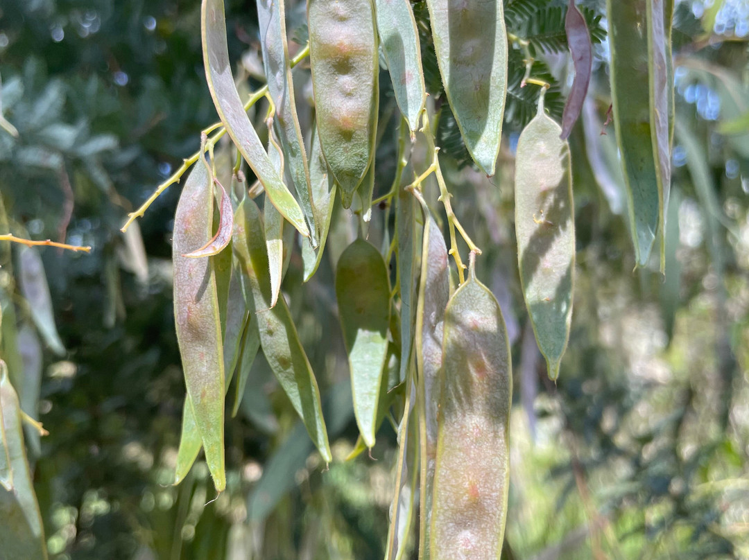 The Tumut Wetlands景点图片