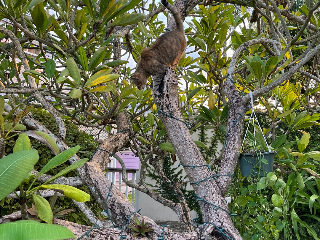 Orange Hill Beach Inn主图