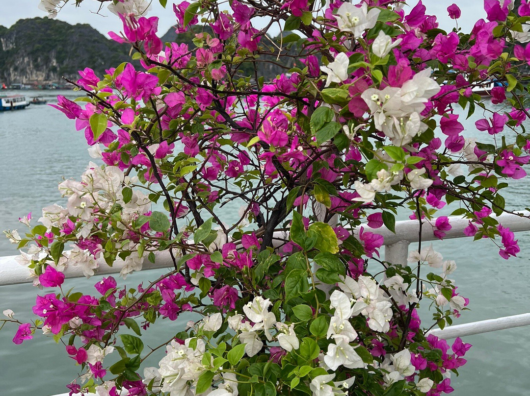 Beautiful Vietnam Tours景点图片