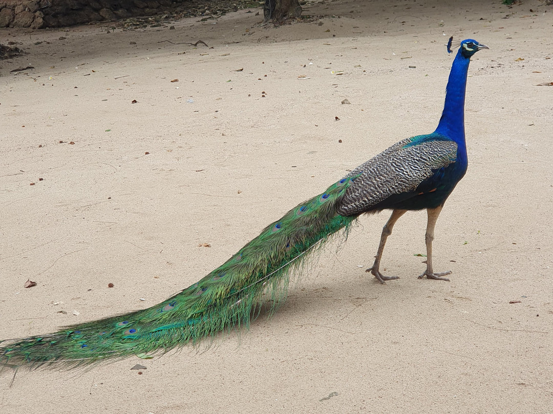 Zanzibar safari and Excursion Tours-石头城必去景点