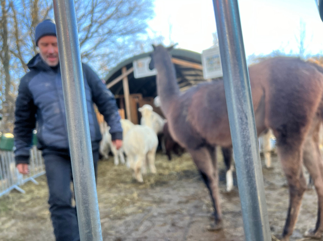 Die Alpaka und Lama Gefährten景点图片