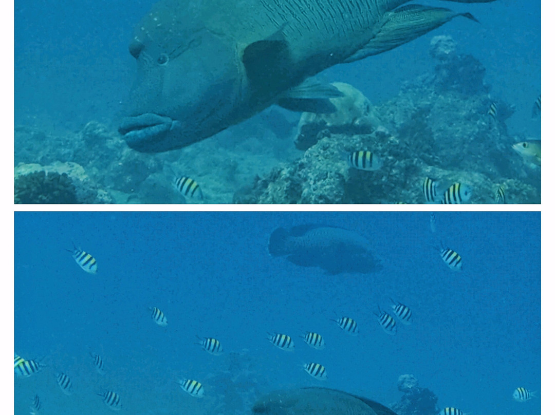 Diving Centers Werner Lau-曼德芙岛必去景点