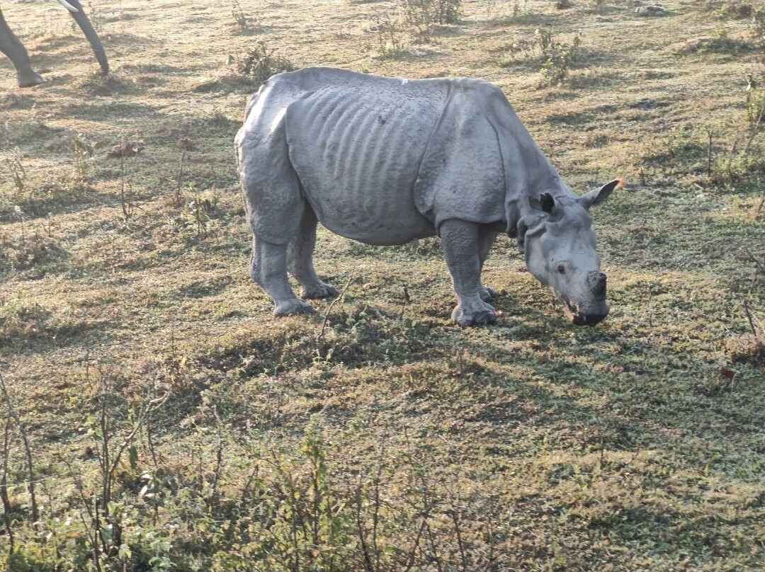 Kaziranga National Park景点图片