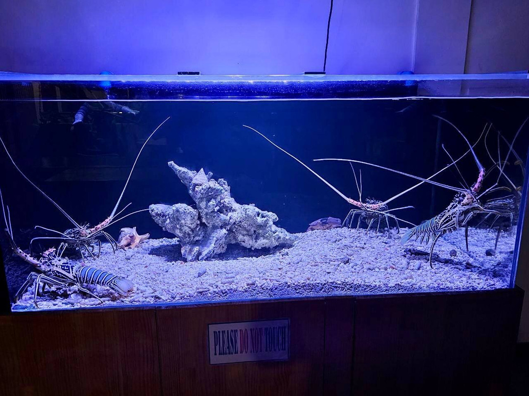 PERLA Dhangethi主图