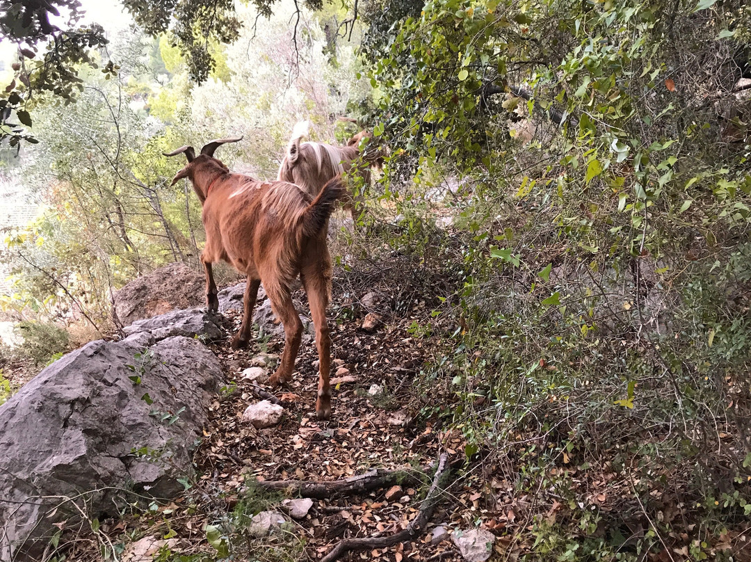 Euro Goat Trekkers景点图片