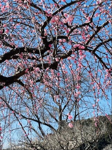 Hitoyoshi Plum Garden景点图片