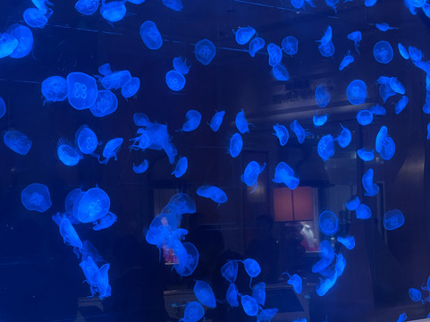 海月水母水族箱-澳门必去景点