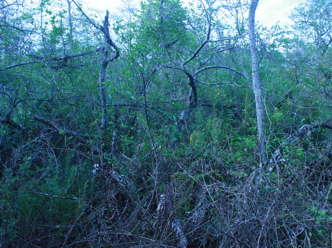 Fern Forest Nature Center-Coconut Creek必去景点