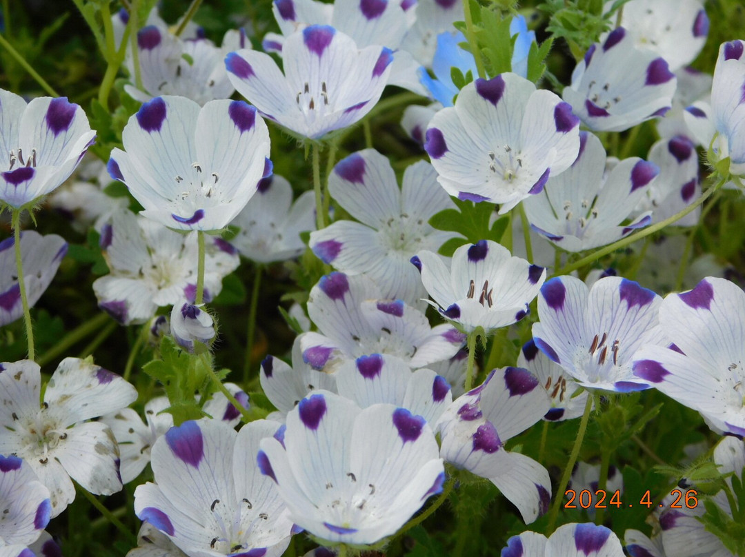 Umami-kyuryo Park-河合町必去景点