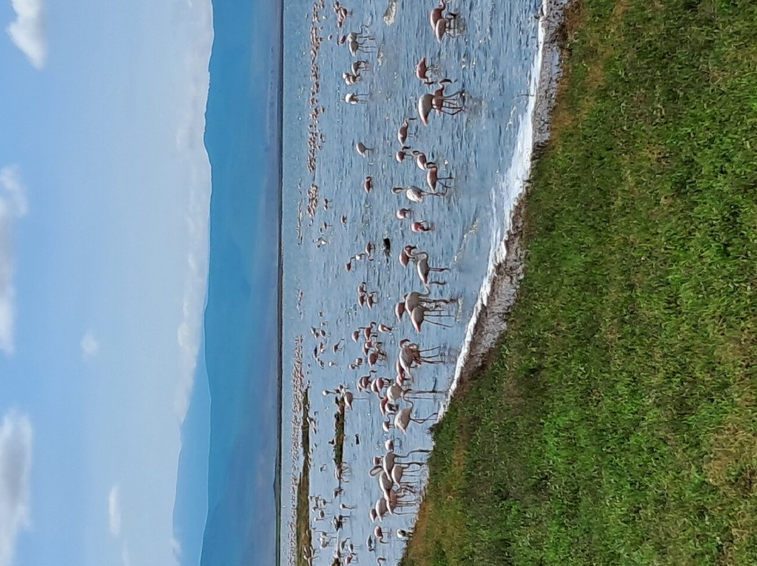 Serengeti and Ngorongoro crater-Ikoma必去景点