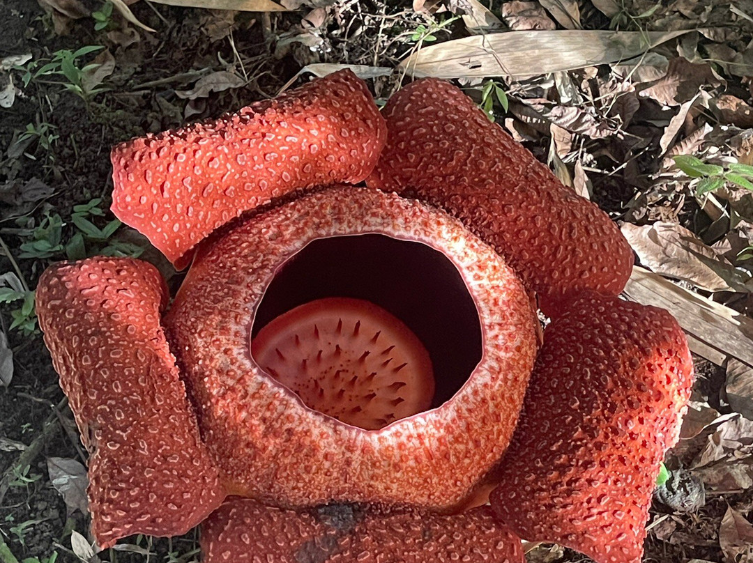 Adenna Rafflesia Garden-Poring必去景点
