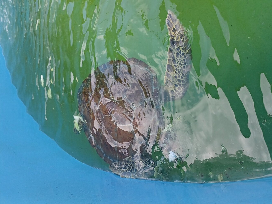 Texas Sealife Center-科珀斯克里斯蒂市必去景点