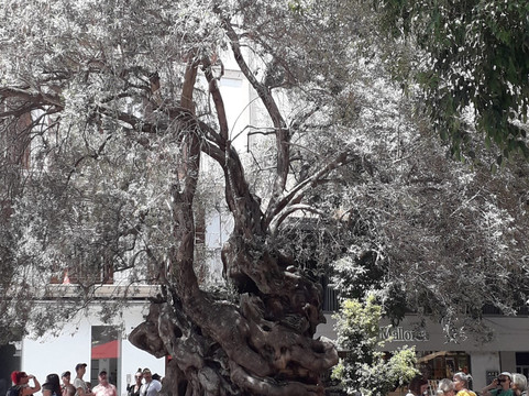 Baja Bikes-马洛卡帕尔马必去景点