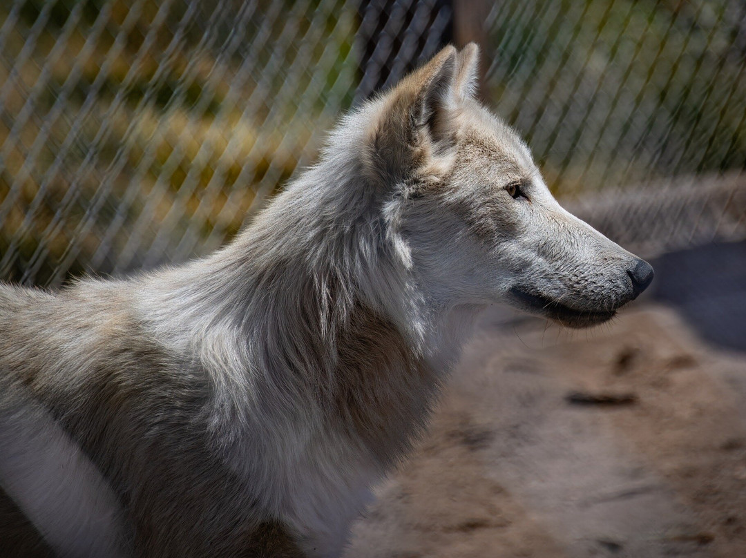 Big Bear Alpine Zoo at Moonridge-大熊湖必去景点
