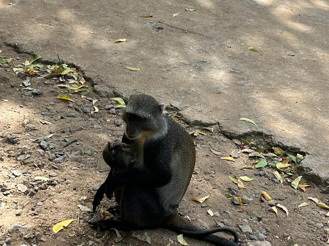 Kenya Safari景点图片