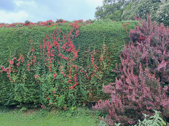 Aultaghreagh Cottage Garden
