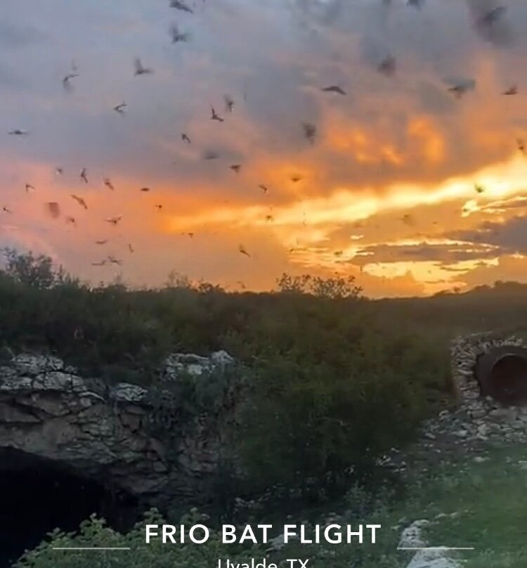 Frio Bat Flight Tours-Concan必去景点