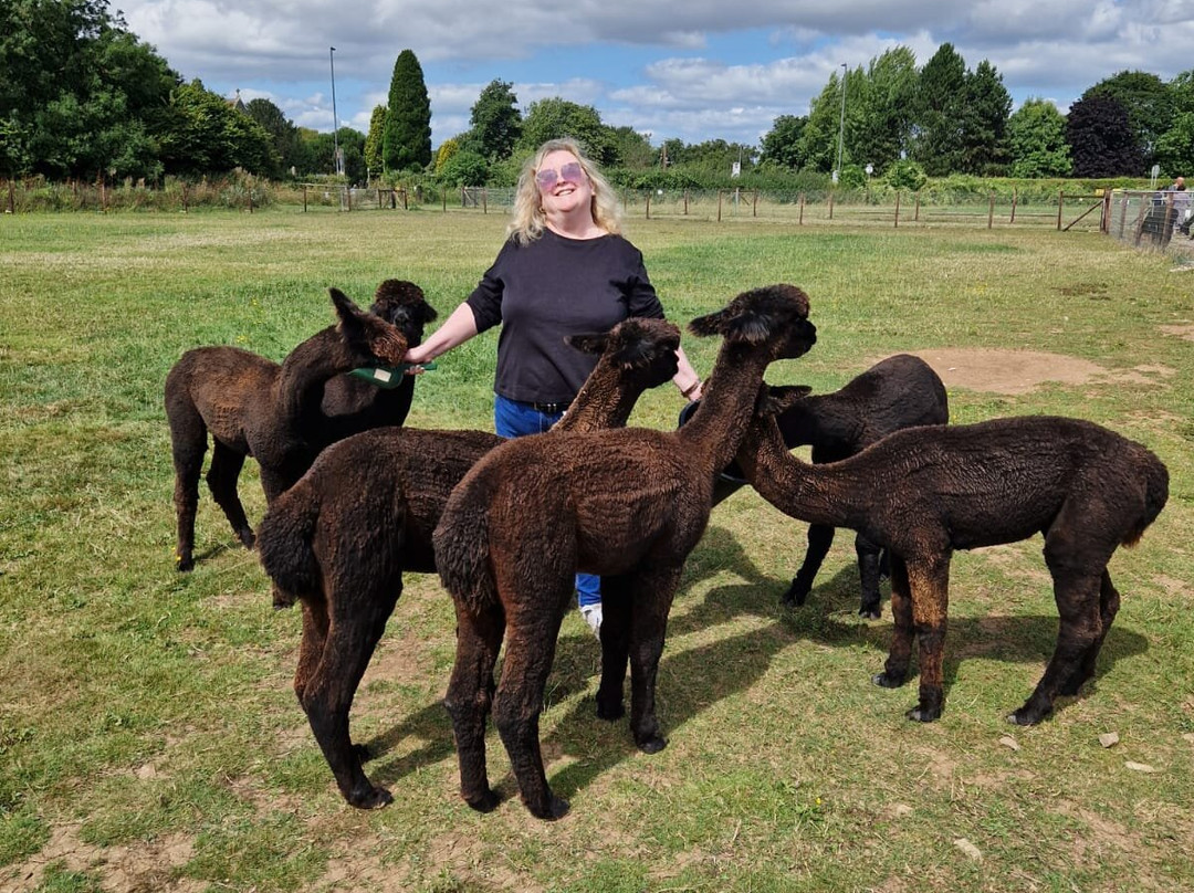 Wolfridge Alpaca Barn景点图片