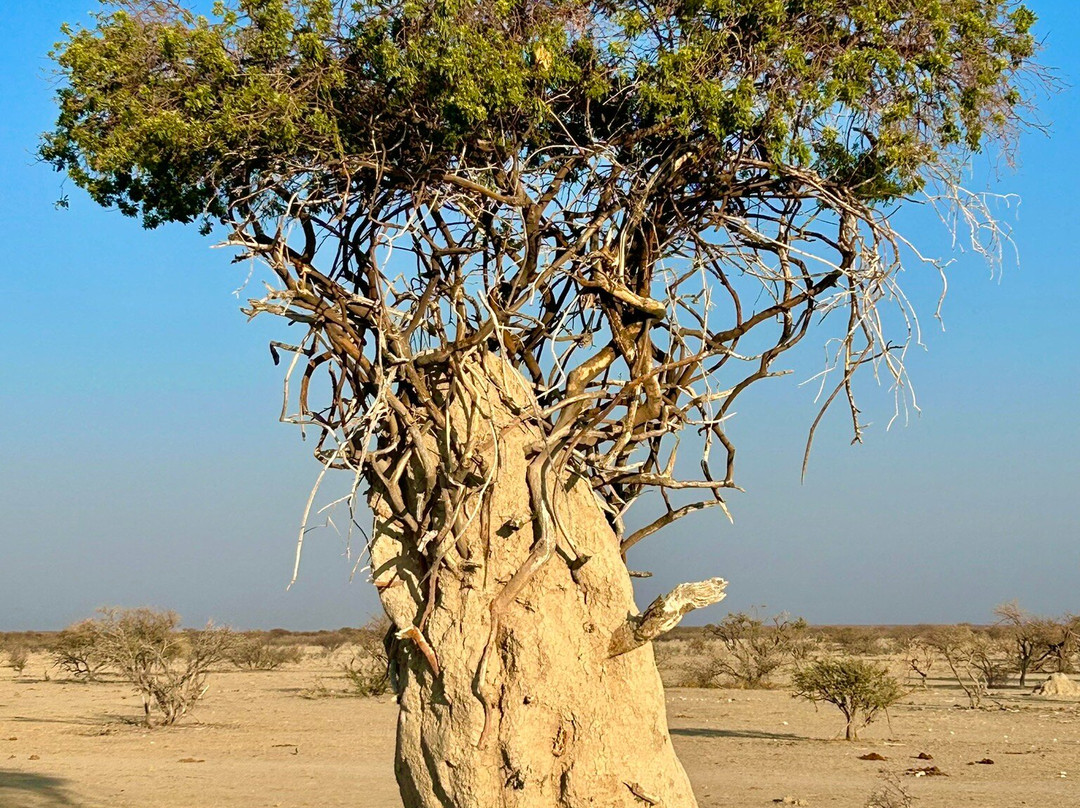 Safarihoek Lodge主图