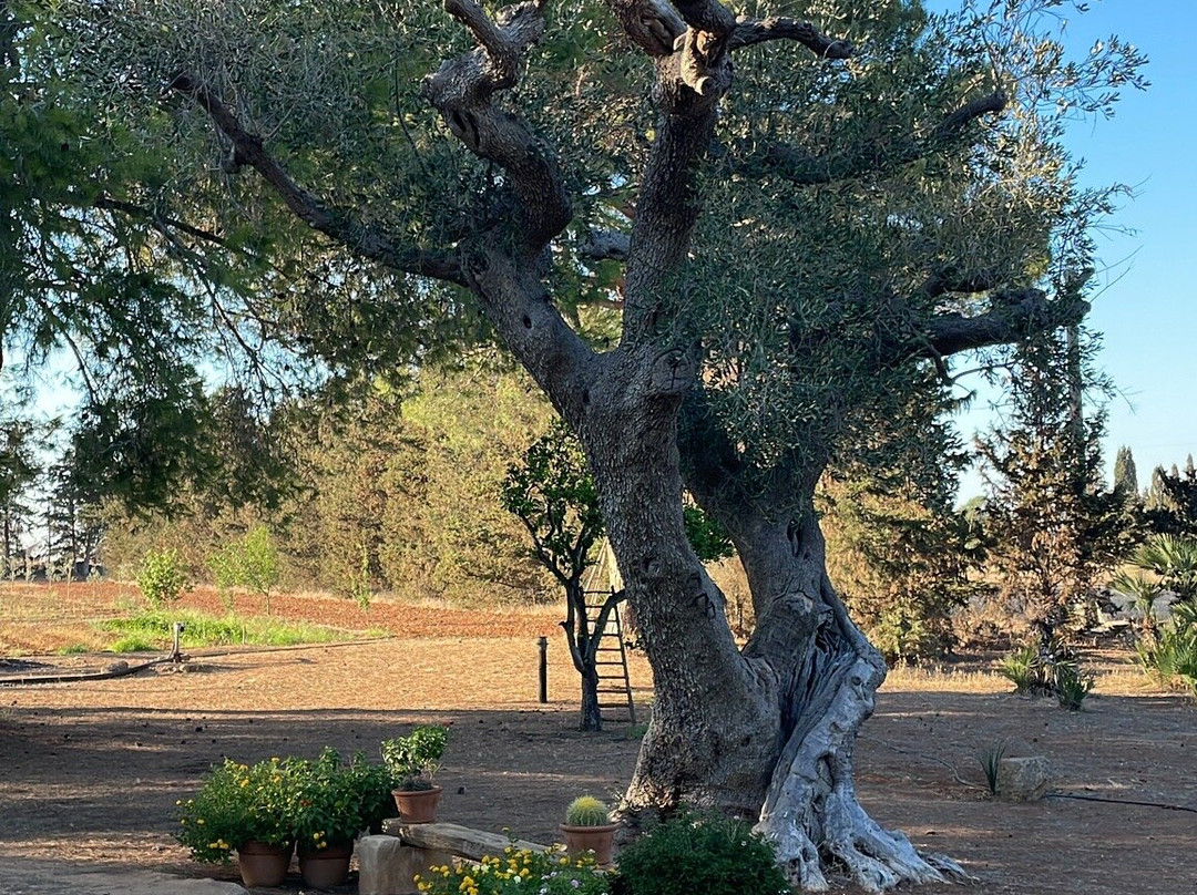 Masseria Fracchicchi主图