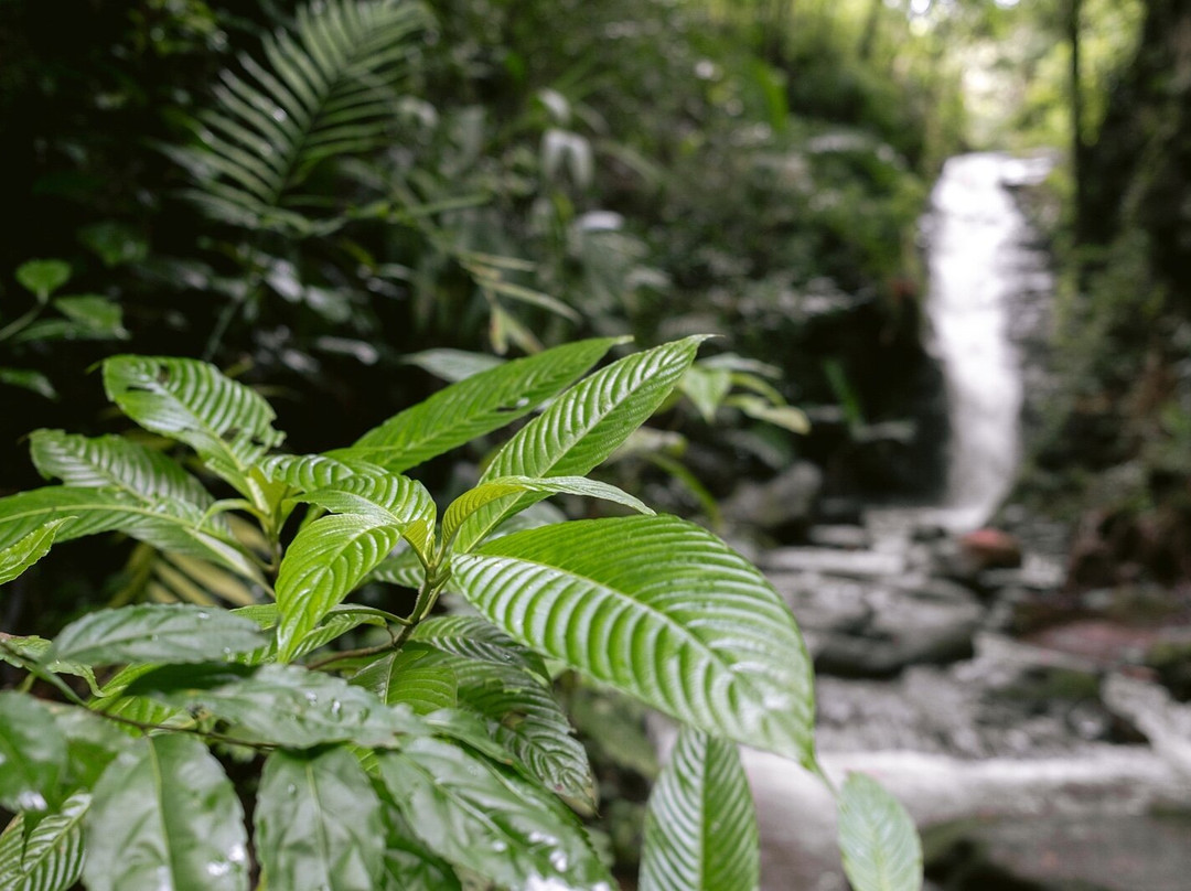Catarata Los Murcielagos - Monteverde Waterfall景点图片