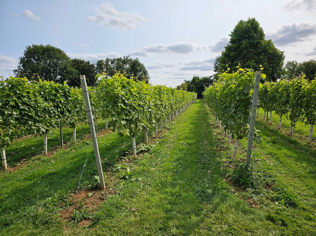 Larkhill Vineyard-泰特伯里必去景点