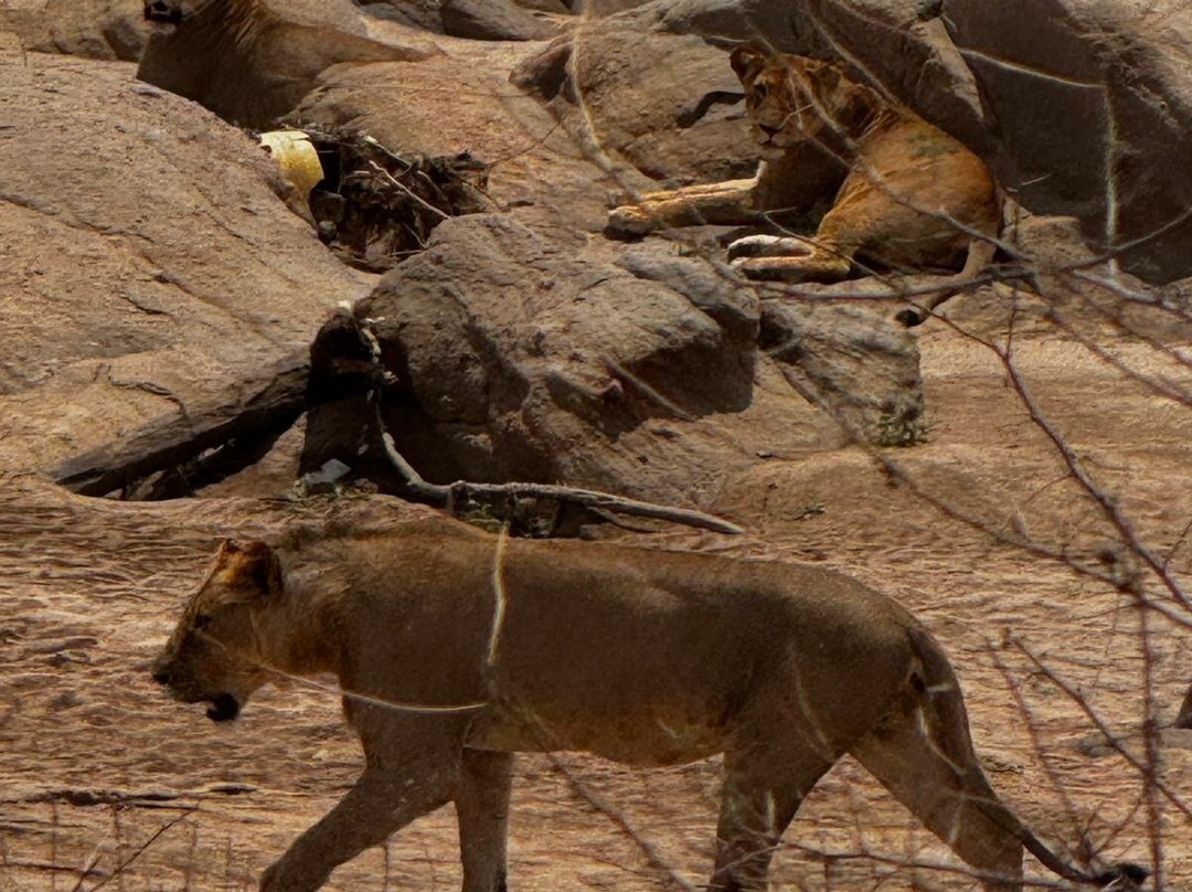 Scopri il Kenya con Nicholas-瓦塔木必去景点