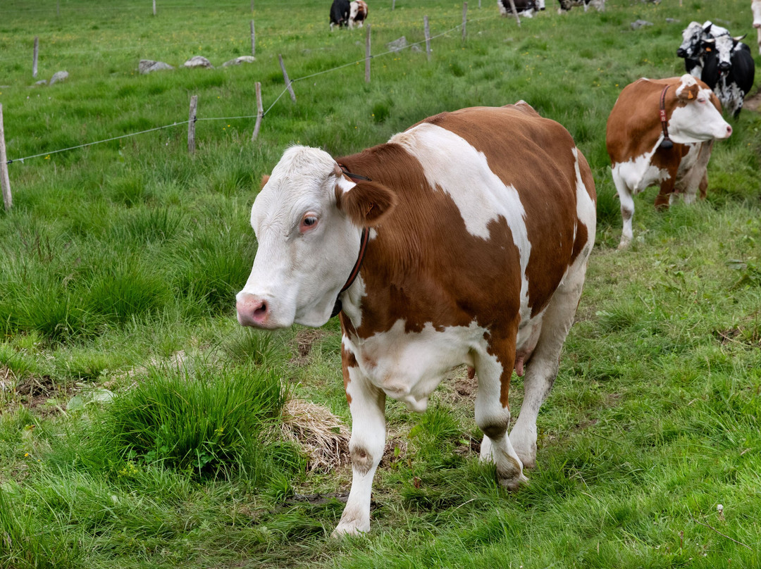 Le Col De La Schlucht-Le Valtin必去景点